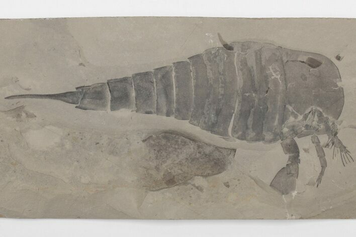 Eurypterus (Sea Scorpion) Fossil - New York #207555